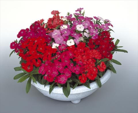 foto van een variëteit aan bloemen, te gebruiken als: Potplant, perkplant, patioplant Dianthus Diamond Mix