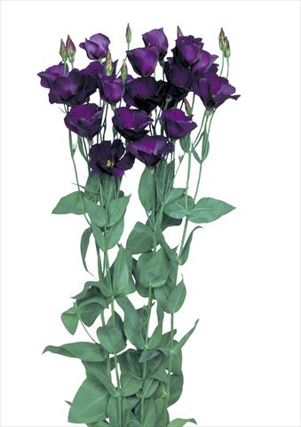 foto van een variëteit aan bloemen, te gebruiken als: Snijbloemen Lisianthus (Eustoma grandiflorum) Flamenco Purple