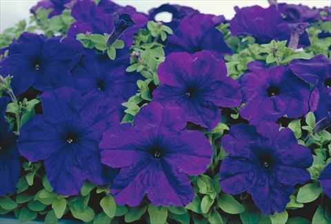 foto van een variëteit aan bloemen, te gebruiken als: Perkplant / Borders Petunia grandiflora Eagle Blue