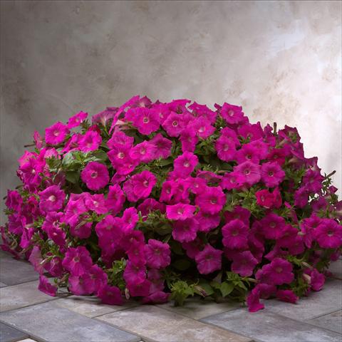 foto van een variëteit aan bloemen, te gebruiken als: Perkplant / Borders Petunia x hybrida Explorer Rose Pink