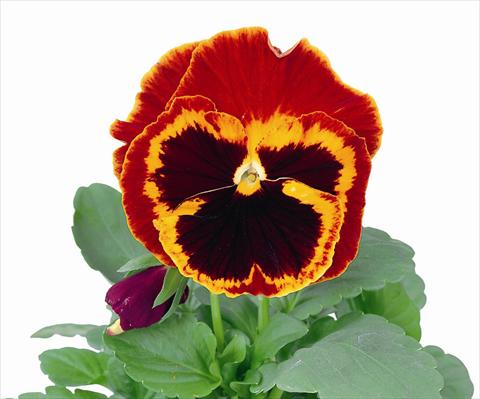 foto van een variëteit aan bloemen, te gebruiken als: Pot - en perkplant Viola wittrockiana Power Fire