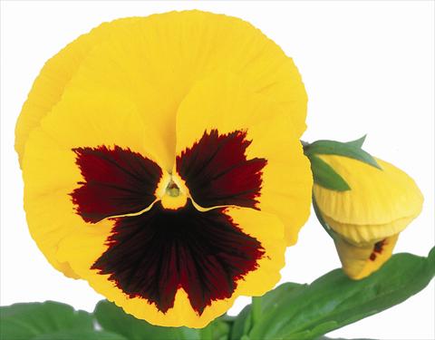 foto van een variëteit aan bloemen, te gebruiken als: Pot - en perkplant Viola wittrockiana Power Yellow w/Blotch Improved