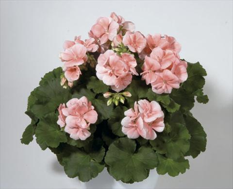 foto van een variëteit aan bloemen, te gebruiken als: Perkplant / Borders Pelargonium zonale Sunrise® Palazzo