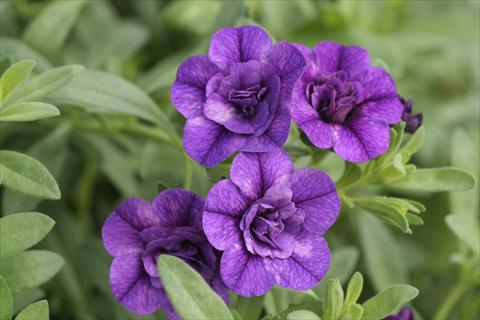 foto van een variëteit aan bloemen, te gebruiken als: Korf / Pot Calibrachoa MiniFamous® Double Blue