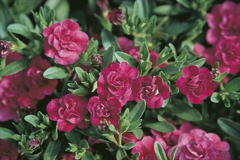 foto van een variëteit aan bloemen, te gebruiken als: Korf / Pot Calibrachoa MiniFamous® Double Dark Pink
