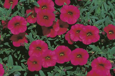 foto van een variëteit aan bloemen, te gebruiken als: Korf / Pot Calibrachoa MiniFamous® Sangria