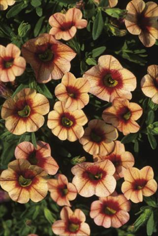 foto van een variëteit aan bloemen, te gebruiken als: Korf / Pot Calibrachoa MiniFamous® Apricot & Eye