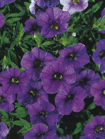 foto van een variëteit aan bloemen, te gebruiken als: Korf / Pot Calibrachoa MiniFamous® Dark Blue