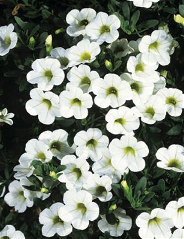 foto van een variëteit aan bloemen, te gebruiken als: Korf / Pot Calibrachoa MiniFamous® White