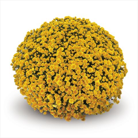 foto van een variëteit aan bloemen, te gebruiken als: Korf / Pot Chrysanthemum Nestoro Gold
