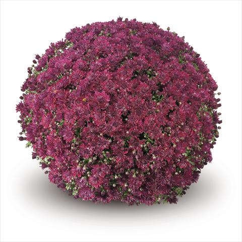 foto van een variëteit aan bloemen, te gebruiken als: Korf / Pot Chrysanthemum Passarello Purple