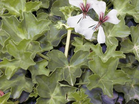 foto van een variëteit aan bloemen, te gebruiken als: Korf / Pot Pelargonium peltatum Decora Glacier White®