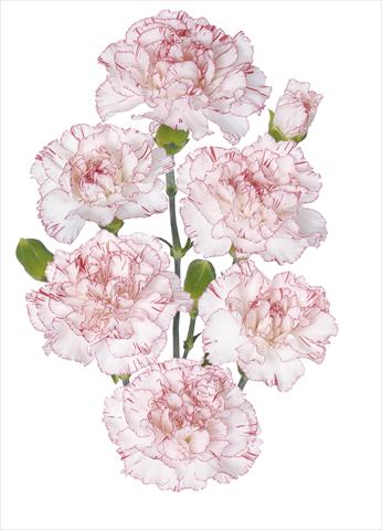 photo of flower to be used as: Cutflower Dianthus caryophyllus Fantasy Pepermint