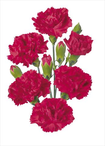 photo of flower to be used as: Cutflower Dianthus caryophyllus Kiss