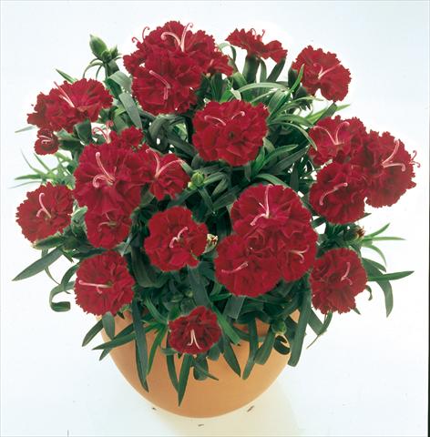 foto van een variëteit aan bloemen, te gebruiken als: Korf / Pot Dianthus caryophyllus SuperTrouper® Burgundy