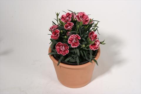 foto van een variëteit aan bloemen, te gebruiken als: Korf / Pot Dianthus caryophyllus SuperTrouper® Dorie