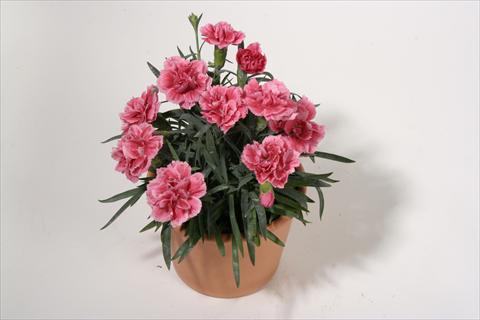 foto van een variëteit aan bloemen, te gebruiken als: Korf / Pot Dianthus caryophyllus SuperTrouper® Elise