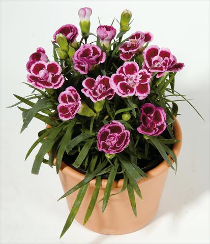 foto van een variëteit aan bloemen, te gebruiken als: Korf / Pot Dianthus caryophyllus SuperTrouper® Frodo