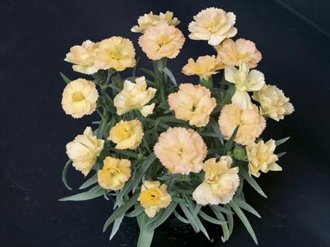 foto van een variëteit aan bloemen, te gebruiken als: Korf / Pot Dianthus caryophyllus SuperTrouper® Luna