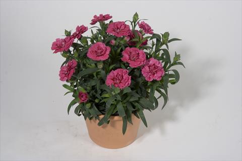 foto van een variëteit aan bloemen, te gebruiken als: Korf / Pot Dianthus caryophyllus SuperTrouper® Oscar