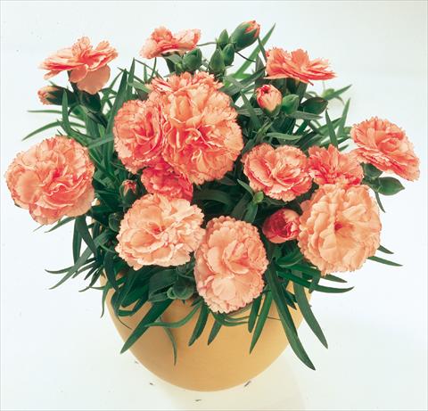 foto van een variëteit aan bloemen, te gebruiken als: Korf / Pot Dianthus caryophyllus SuperTrouper® Peach