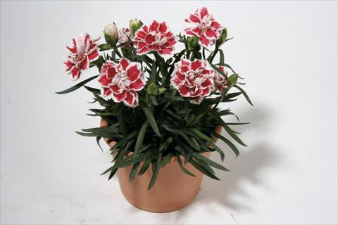 foto van een variëteit aan bloemen, te gebruiken als: Korf / Pot Dianthus caryophyllus SuperTrouper® Sam