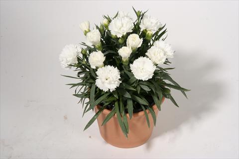 foto van een variëteit aan bloemen, te gebruiken als: Korf / Pot Dianthus caryophyllus SuperTrouper® Sinah