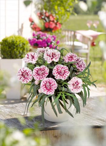 foto van een variëteit aan bloemen, te gebruiken als: Korf / Pot Dianthus caryophyllus SuperTrouper® Sissy