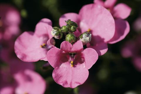 foto van een variëteit aan bloemen, te gebruiken als: Perkplant / Borders Diascia Piccadilly Hot Pink