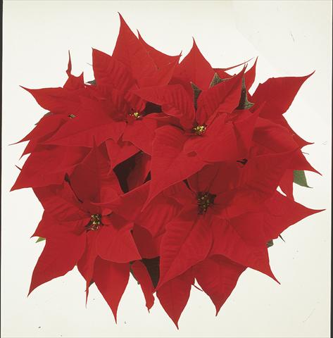 foto van een variëteit aan bloemen, te gebruiken als: Korf / Pot Poinsettia - Euphorbia pulcherrima Christmas Carol sel®