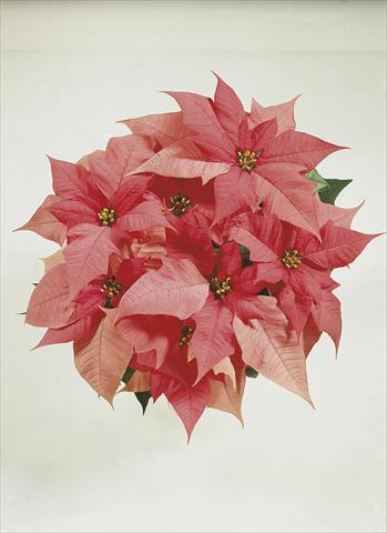 foto van een variëteit aan bloemen, te gebruiken als: Korf / Pot Poinsettia - Euphorbia pulcherrima Christmas Carol sel® Pink Evol.