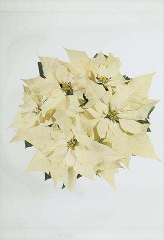 foto van een variëteit aan bloemen, te gebruiken als: Korf / Pot Poinsettia - Euphorbia pulcherrima Christmas Carol sel® White