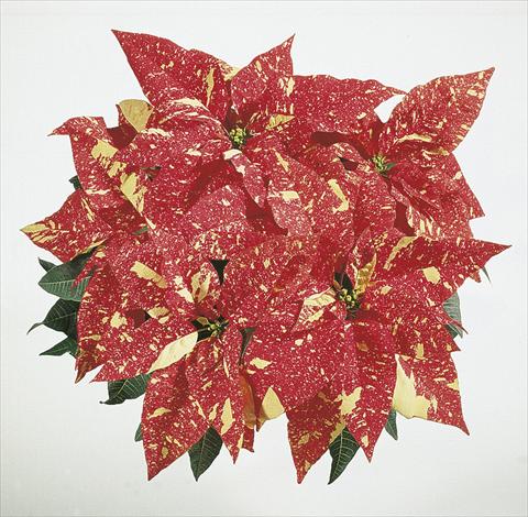 foto van een variëteit aan bloemen, te gebruiken als: Korf / Pot Poinsettia - Euphorbia pulcherrima Christmas Dream sel® Fantasy