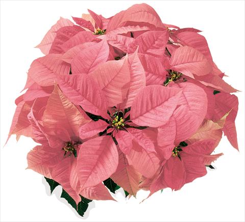 foto van een variëteit aan bloemen, te gebruiken als: Korf / Pot Poinsettia - Euphorbia pulcherrima Christmas Feelings® sel® Pink