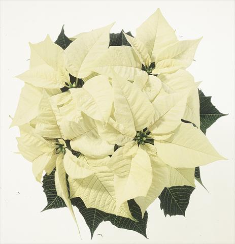foto van een variëteit aan bloemen, te gebruiken als: Korf / Pot Poinsettia - Euphorbia pulcherrima Christmas Feelings® sel® White
