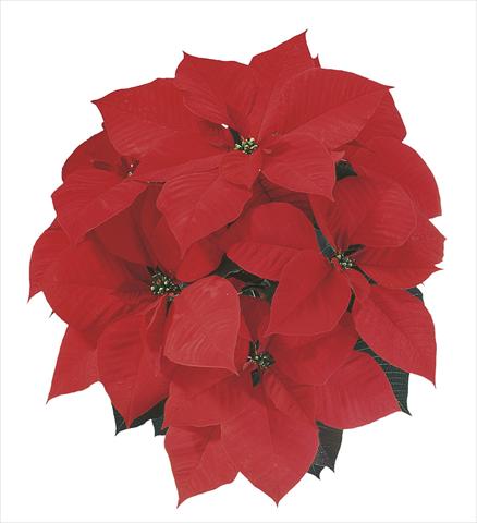 foto van een variëteit aan bloemen, te gebruiken als: Korf / Pot Poinsettia - Euphorbia pulcherrima Christmas Spirit®