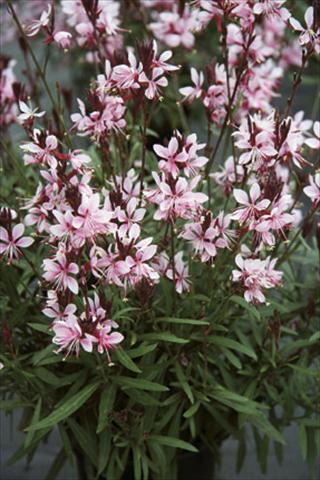 foto van een variëteit aan bloemen, te gebruiken als: Perkplant / Borders Gaura lindheimeri Belleza Early Pink