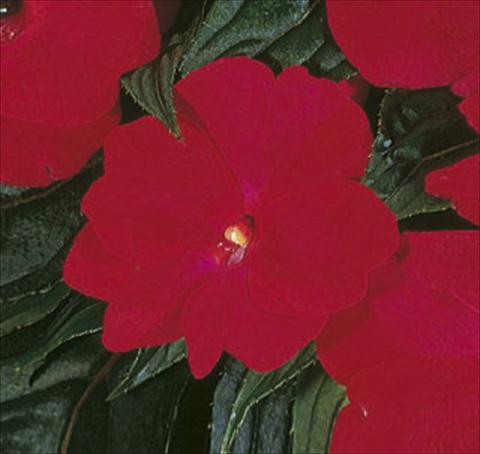 foto van een variëteit aan bloemen, te gebruiken als: Korf / Pot Impatiens N. Guinea ColorPower® Deep Red