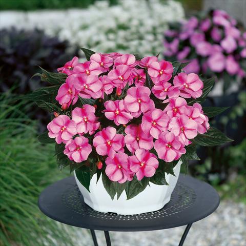 foto van een variëteit aan bloemen, te gebruiken als: Korf / Pot Impatiens N. Guinea ColorPower® Lavender Flame
