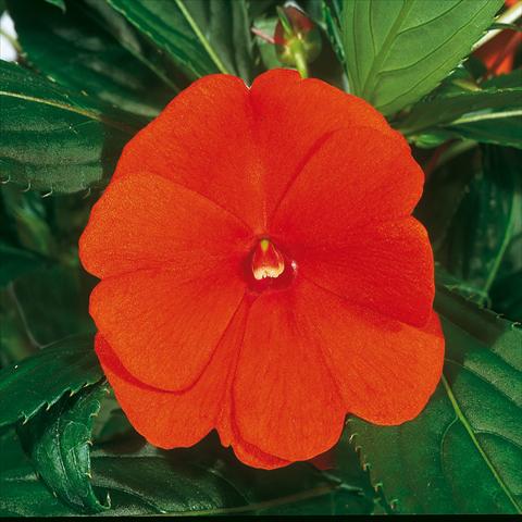 foto van een variëteit aan bloemen, te gebruiken als: Korf / Pot Impatiens N. Guinea ColorPower® Orange Red