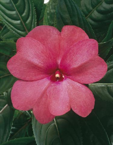 foto van een variëteit aan bloemen, te gebruiken als: Korf / Pot Impatiens N. Guinea ColorPower® Rose