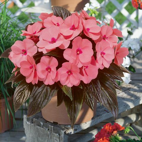 foto van een variëteit aan bloemen, te gebruiken als: Korf / Pot Impatiens N. Guinea ColorPower® Salmon Pink