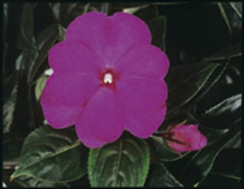 foto van een variëteit aan bloemen, te gebruiken als: Korf / Pot Impatiens N. Guinea ColorPower® Violet