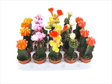 foto van een variëteit aan bloemen, te gebruiken als: Pot Cactus Gymnocalycium colorati
