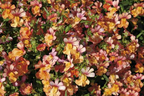 foto van een variëteit aan bloemen, te gebruiken als: Perkplant / Borders Nemesia Papagena Coral
