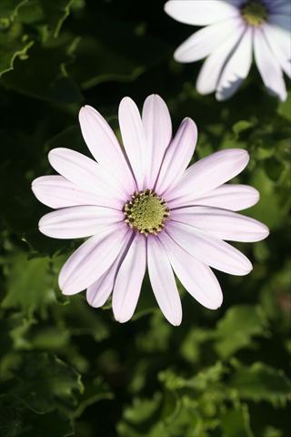 foto van een variëteit aan bloemen, te gebruiken als: Korf / Pot Osteospermum FlowerPower® sel® Cream Pink