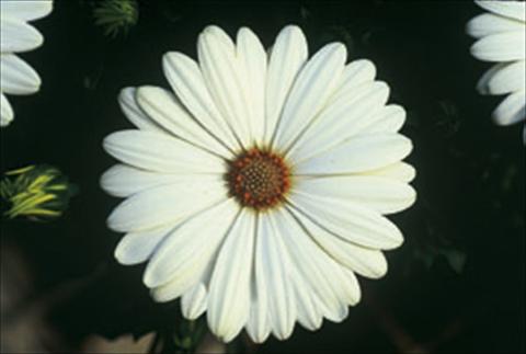 foto van een variëteit aan bloemen, te gebruiken als: Perkplant / Borders Osteospermum FlowerPower® sel® Ivory