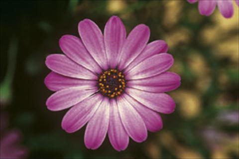 foto van een variëteit aan bloemen, te gebruiken als: Perkplant / Borders Osteospermum FlowerPower® sel® Lavander Pink