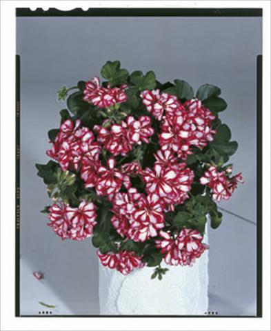 foto van een variëteit aan bloemen, te gebruiken als: Korf / Pot Pelargonium peltatum Royal Candy Cane