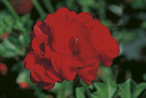foto van een variëteit aan bloemen, te gebruiken als: Korf / Pot Pelargonium peltatum Royal Fire